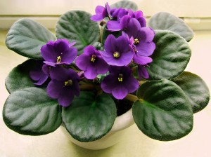 saintpauliaafricanviolet-1