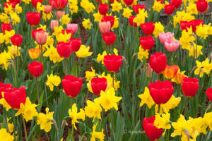 april-24_tulips-daffodilssecaucus_0245sm-s