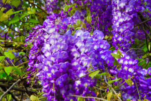 A Beautiful Flowering Wisteria Plant during Spring ** Note: Shallow depth of field